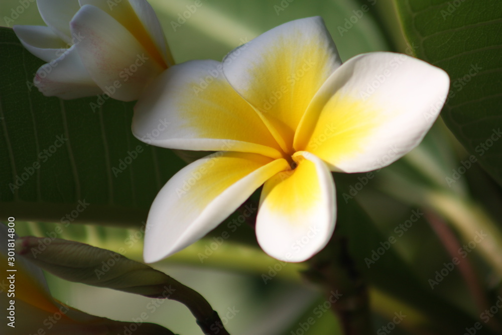 Fototapeta premium Trees, plants and wild flowers of the island of Crete in Greece