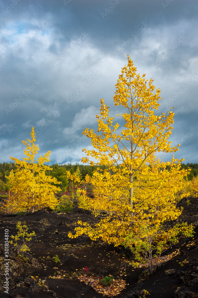 Autumn landscape in Kamchatka, Russia. Yellow and green trees against the background of mountains covered with clouds.