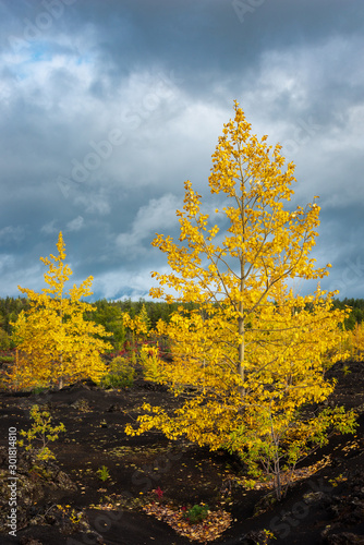 Fototapeta Naklejka Na Ścianę i Meble -  Autumn landscape in Kamchatka, Russia. Yellow and green trees against the background of mountains covered with clouds.