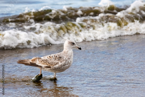 One seagull walks on wet sand © marek_usz