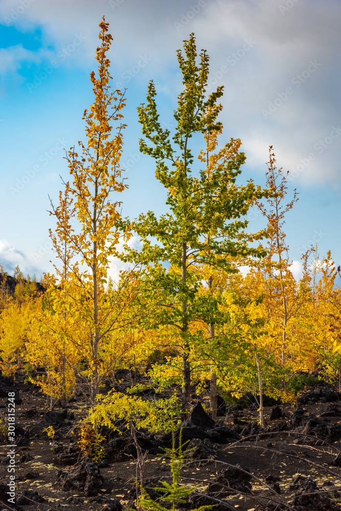 Autumn landscape in Kamchatka, Russia. Yellow and green trees against the background of mountains covered with clouds.