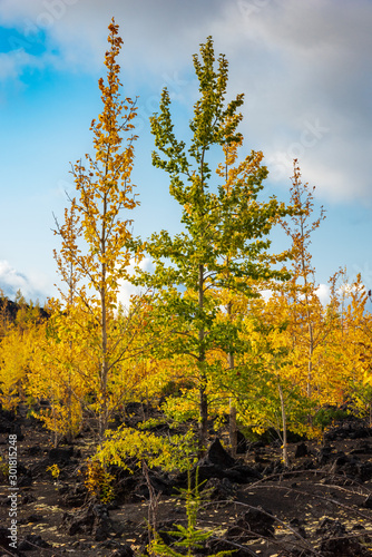 Obraz na płótnie Autumn landscape in Kamchatka, Russia. Yellow and green trees against the background of mountains covered with clouds. w salonie