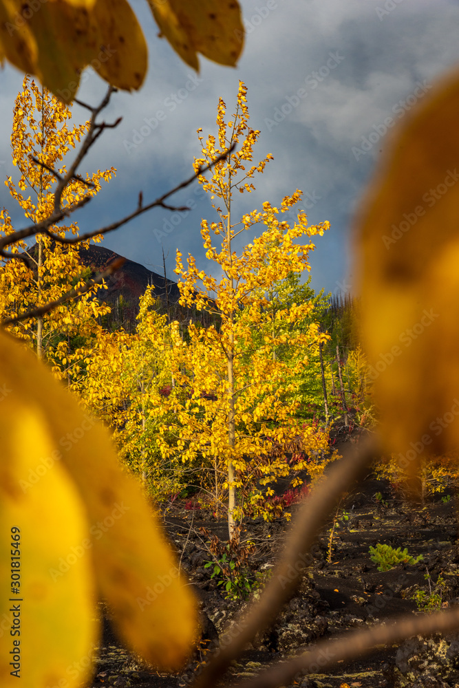 Autumn landscape in Kamchatka, Russia. Yellow and green trees against the background of mountains covered with clouds.
