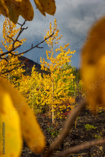 Obraz na płótnie Autumn landscape in Kamchatka, Russia. Yellow and green trees against the background of mountains covered with clouds. w salonie