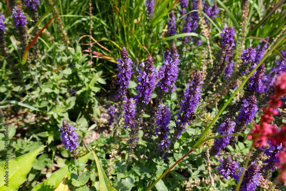 Obraz premium Sage flowers