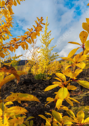 Obraz na płótnie Autumn landscape in Kamchatka, Russia. Yellow and green trees against the background of mountains covered with clouds. w salonie