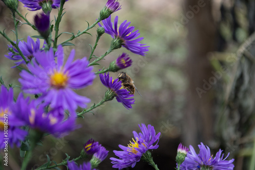 Fototapeta Naklejka Na Ścianę i Meble -  bee on flower
