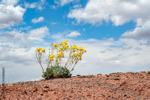 USA, Nevada, Clark County, Gold Butte National Monument. Las Vegas bear poppy (Arctomecon californica) in full bloom with yellow flowers flapping in the wind. photo