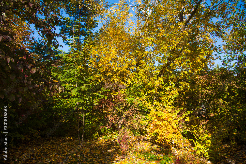 Sunny autumn day in the city park