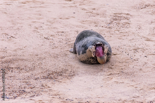 Photography Photo sequence of a grey seal giving birth on sandy beach, Horsey Beach, Norfolk