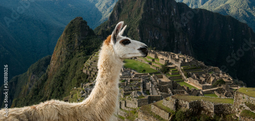 Machu Picchiu archaelogical site with alpaca, Peru