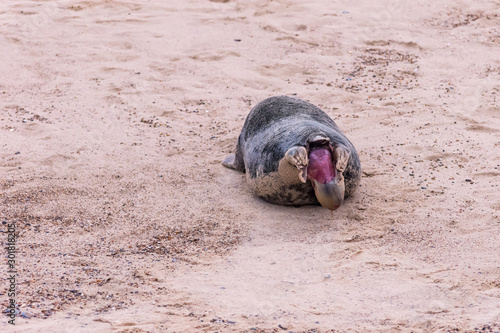 Photo sequence of a grey seal giving birth on sandy beach, Horsey Beach, Norfolk, November 2019 photo