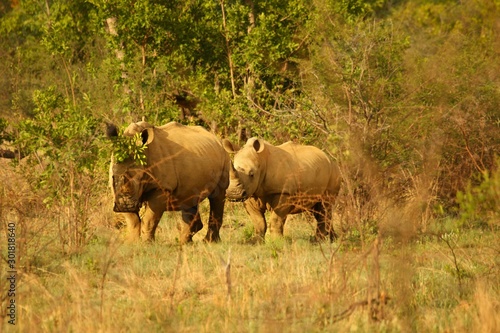 A white rhinoceros  rhino   Ceratotherium simum   mother with a baby after feeding. Rhinos staying in grassland behind a tree. Dry grassland with rhinos family.