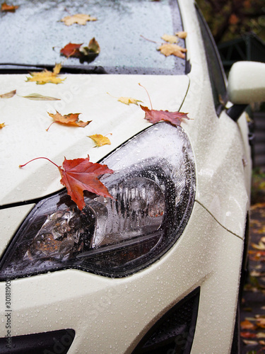 Autumn day, falling leaves on the rain-soaked hood of the car.