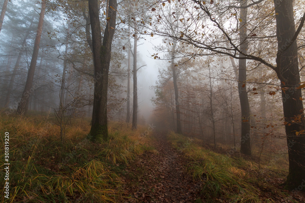 Fototapeta premium Herbstwald im Nebel