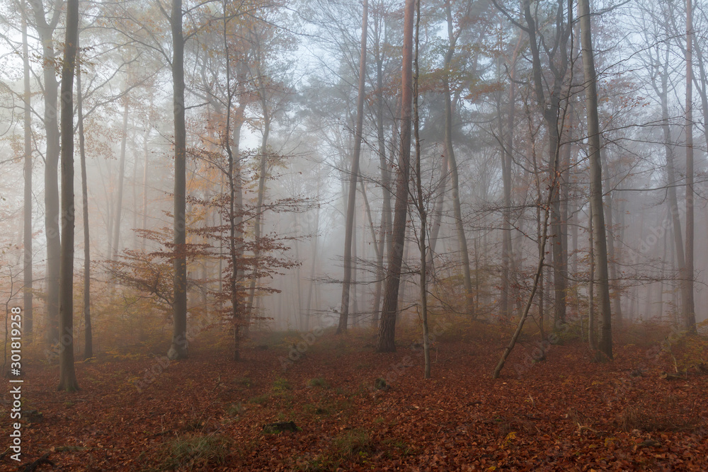 Herbstwald im Nebel am Morgen