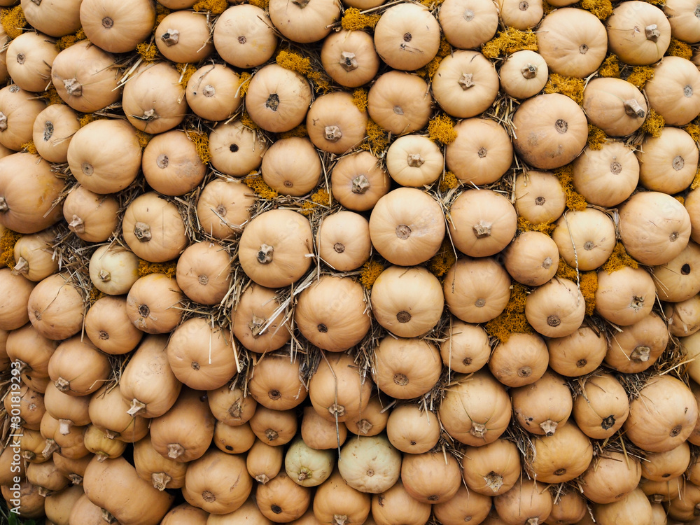 Wall lined with decorative pumpkins, design solution, background texture. Wall lined with decorative pumpkins, design solution, background texture.