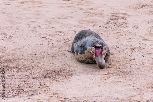 Photo sequence of a grey seal giving birth on sandy beach, Horsey Beach, Norfolk, November 2019 photo