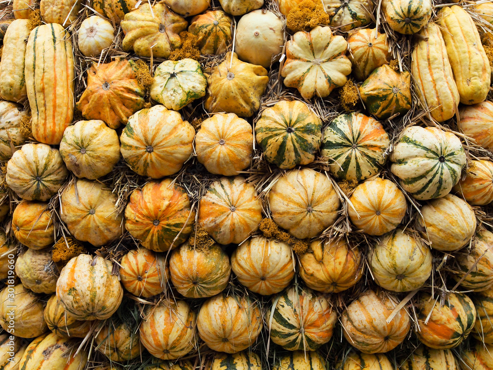 Wall lined with decorative pumpkins, design solution, background texture.