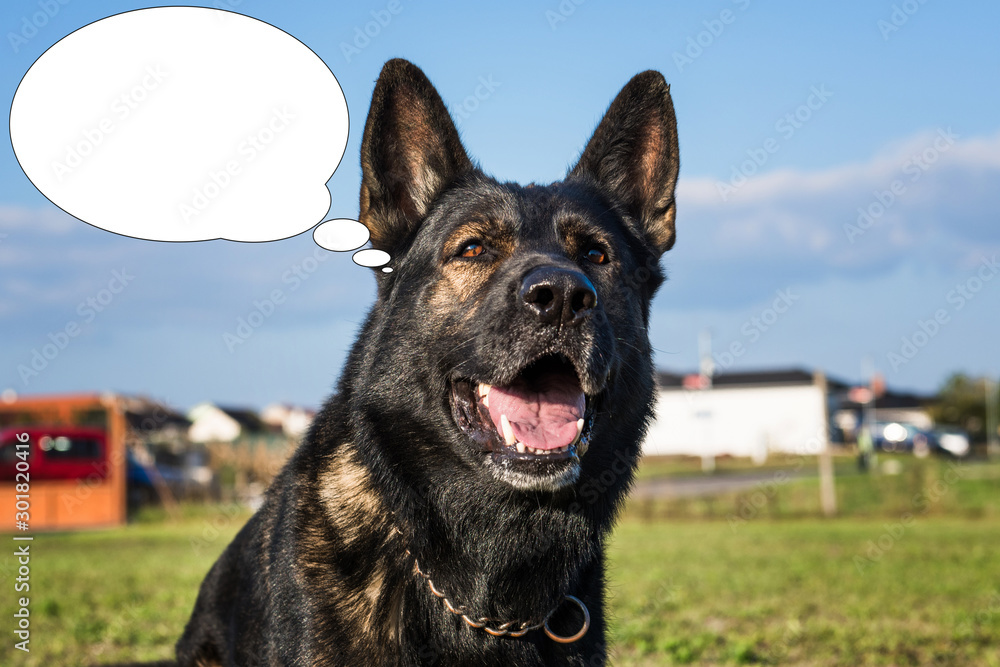 Funny picture with bubble idea dog laughs. German shepherd. Funny picture with bubble idea dog laughs. German shepherd.