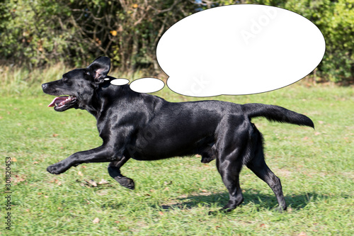 Funny picture with bubble idea black dog running in the park.
