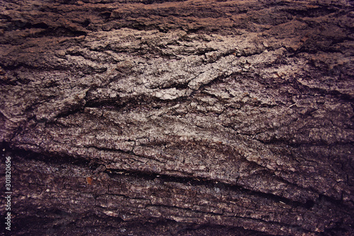 Wallpaper Mural Rough texture of the old tree bark. Torontodigital.ca