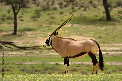 The gemsbok or gemsbuck (Oryx gazella) standing on the sand with green background.