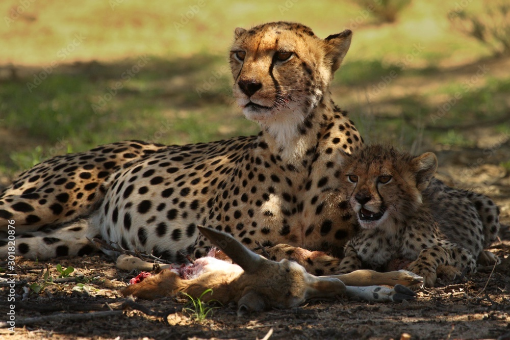 The cheetah cub (Acinonyx jubatus) with his mother in the shadow with a spoil. Cheetahs after the hunt with death antelope. The cheetah cub (Acinonyx jubatus) with his mother in the shadow with a spoil. Cheetahs after the hunt with death antelope.
