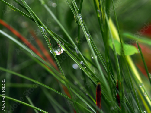 Close-up of juicy green grass with dew drops, macro.