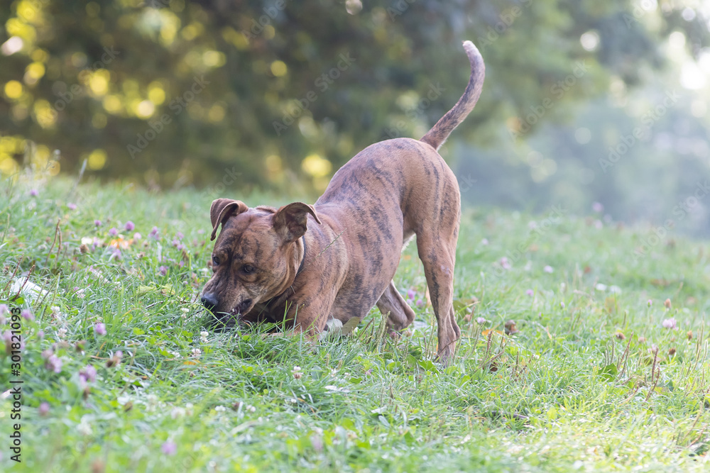 Dog having fun outdoor in park with running on green grass Dog having fun outdoor in park with running on green grass