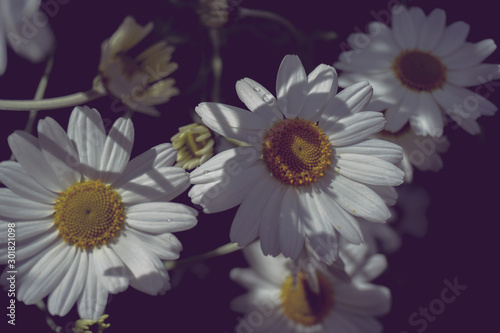 2019 daisy flower background montains garden old filter vintage