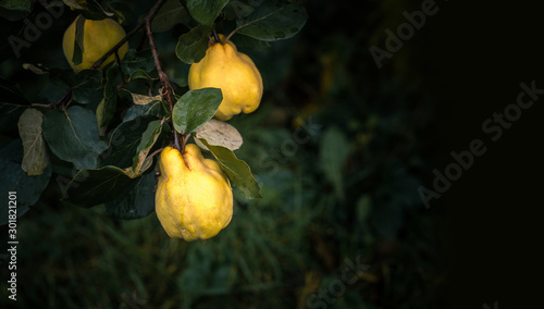 Fototapeta Naklejka Na Ścianę i Meble -  Ripe yellow quince fruits grow on quince tree with green foliage at summer garden on dark background with copy space.