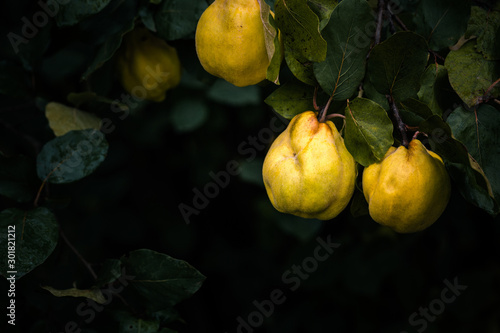 Papier peint Ripe yellow quince fruits grow on quince tree with green foliage at summer garden on dark background with copy space