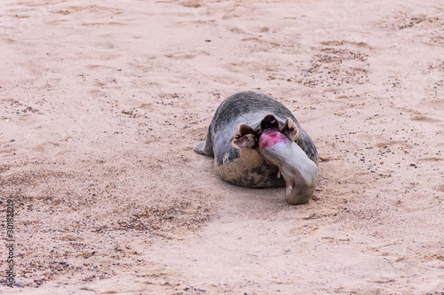 Photo sequence of a grey seal giving birth on sandy beach, Horsey Beach, Norfolk, November 2019 photo