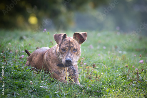 Fototapeta Naklejka Na Ścianę i Meble -  Dog having fun outdoor in park with running on green grass