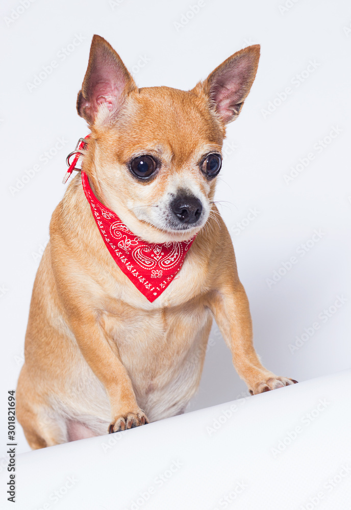 adult chihuahua dog looks up on a white background