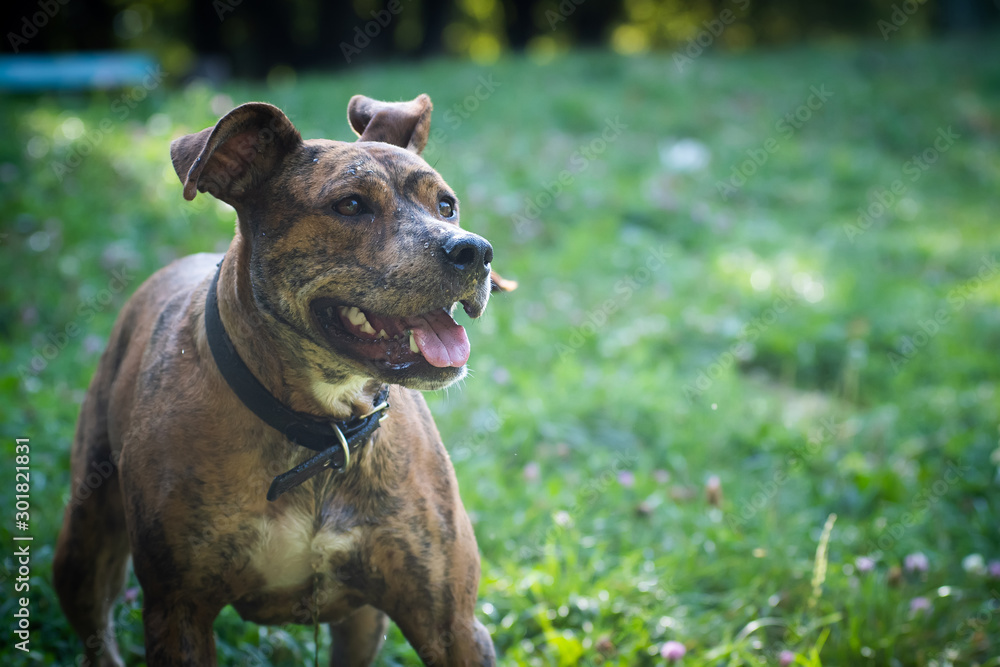 Cute dog portrait with funny expression ready to play Cute dog portrait with funny expression ready to play