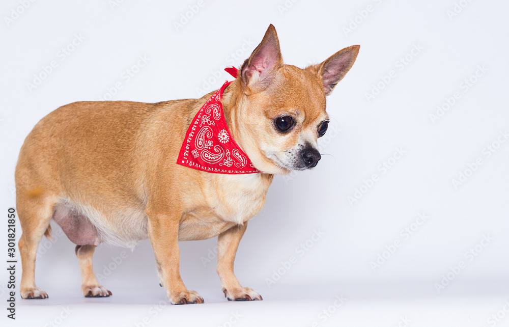 adult chihuahua dog looks up on a white background adult chihuahua dog looks up on a white background