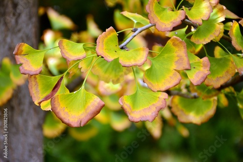 Hojas del árbol Ginkgo biloba a principios de  otoño photo