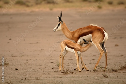 Springbok mother (Antidorcas marsupialis) is breast-feeding a baby animal in parched sand in Kalahari desert. Springbok family. Adult Antelope with baby on the sand.