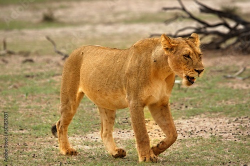 Lioness (Panthera leo) going straight at camera in Kalahari Desert and looking for her pride. Break before hunt. 