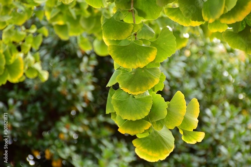 Hojas del árbol Ginkgo biloba a principios de  otoño photo