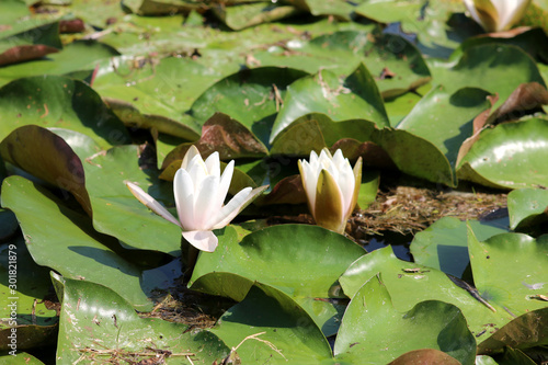 Nénuphars - Fleur de Lotus photo