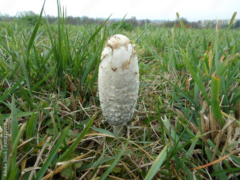 Obraz premium KODAK Digital Still Camera