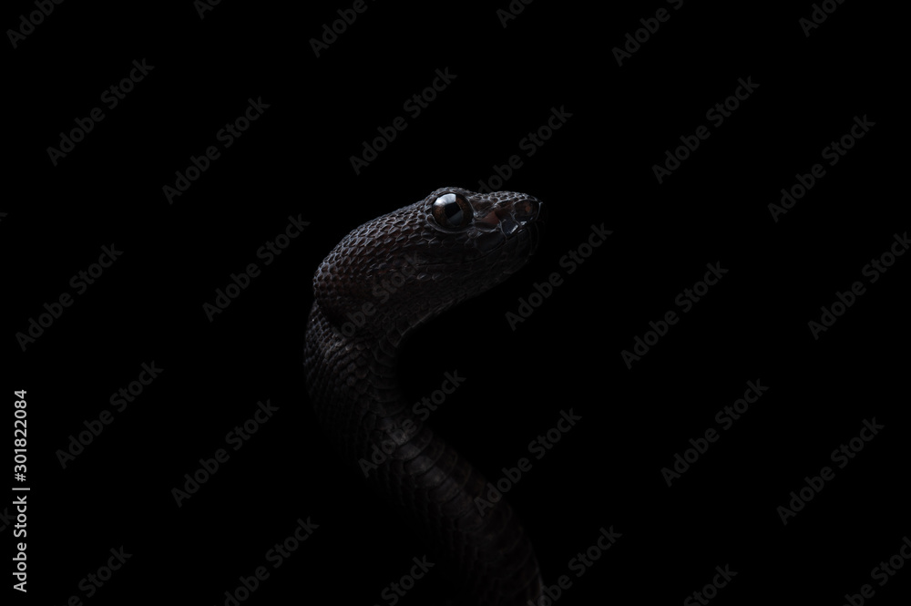 Fototapeta premium Trimeresurus purpureomaculatus