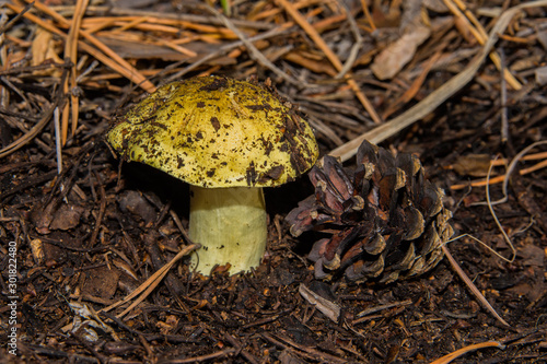 Young high mushroom Tricholoma equestre and knobble in pine forest closeup. Selective focus, shallow depth of field.