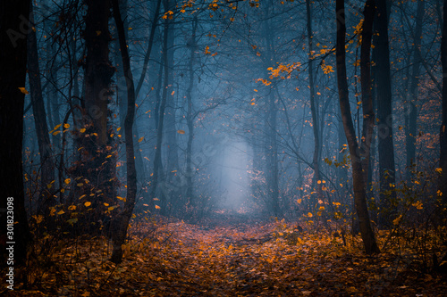 Fototapeta Naklejka Na Ścianę i Meble -  Beautiful, foggy, autumn, mysterious forest with pathway forward. Footpath among high trees with yellow leaves.