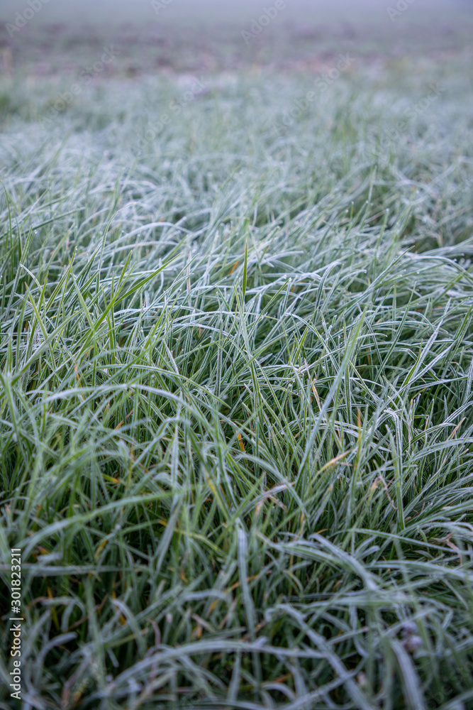 Obraz premium Hoarfrost on green grass in the morning in autumn time, Nature background