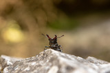 monstrous appearing adult male stag beetle sitting on stone out-of-focus background in brown and golden colours