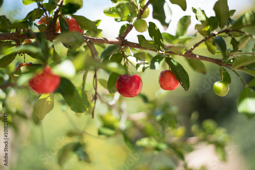 cherries on tree